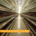 Automatischer Hühnerbatteriekäfig des heißen Verkaufs in Bengal